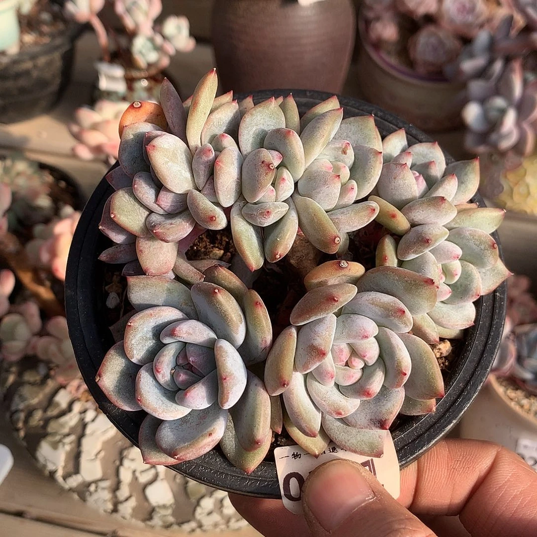 161石榴籽星影小树一颗11.5厘米