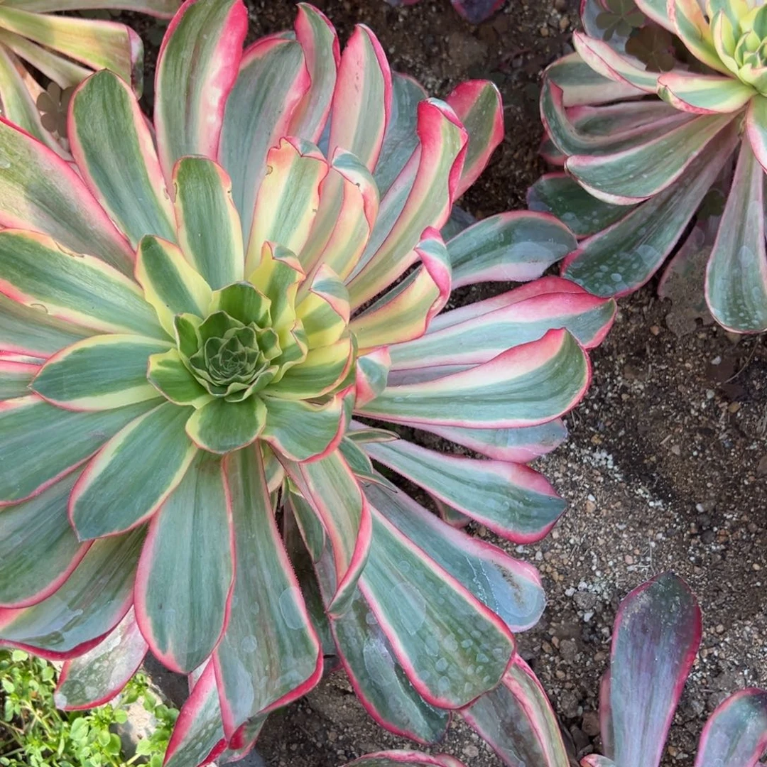 91红魔女多肉植物山东发