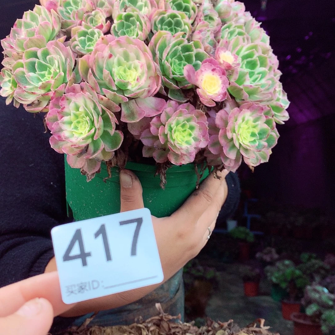 柒柒精品多肉脱土发货不包断侧枝417