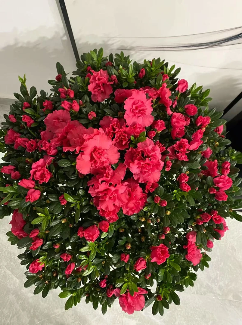 【杜鹃花】 云南高山红杜鹃 庭院阳台新手好养绿植 四季盆栽植物