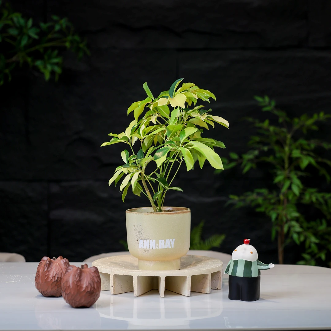 澳洲鸭脚木盆栽桌面款