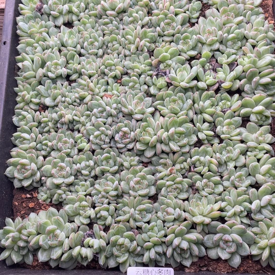 云糖心多肉植物217
