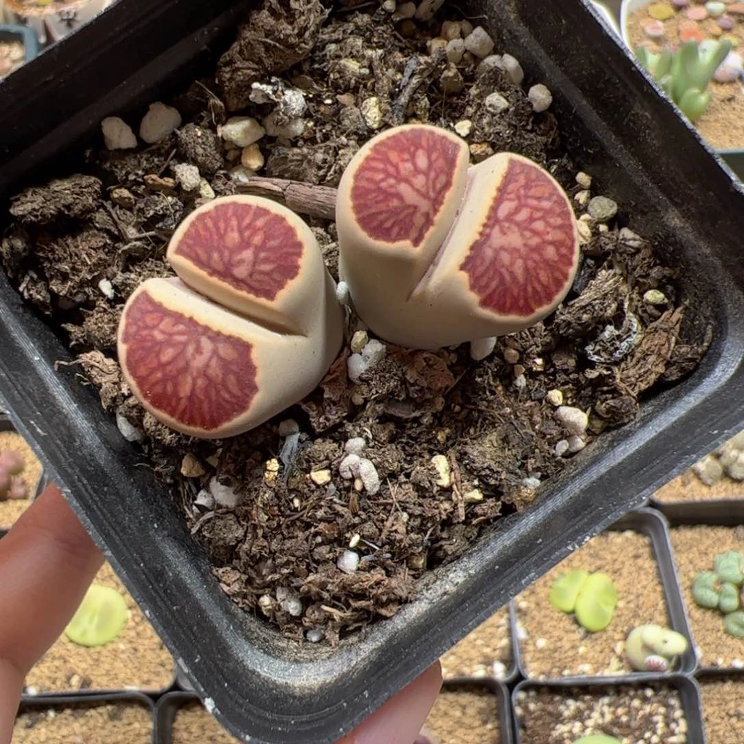 【闪购商品】128菊