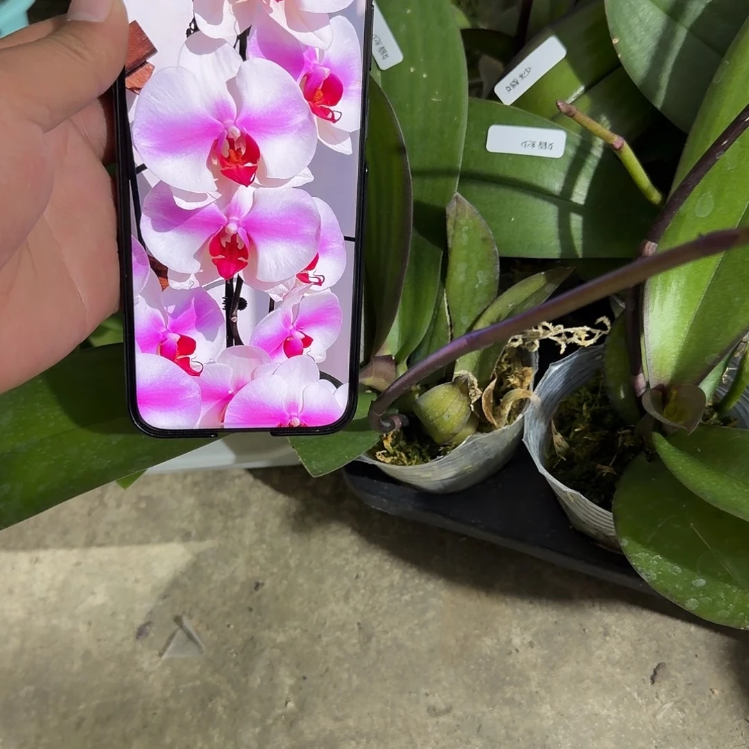 无花朵2.8带梗婚纱