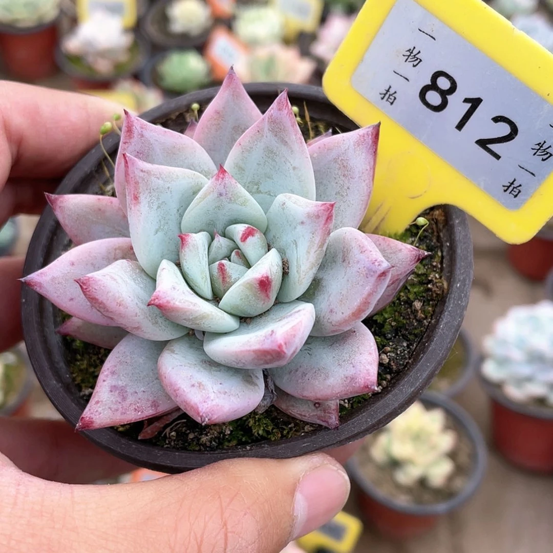 【闪购商品】812号