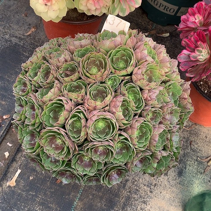 ****.371.万拉丝多肉植物