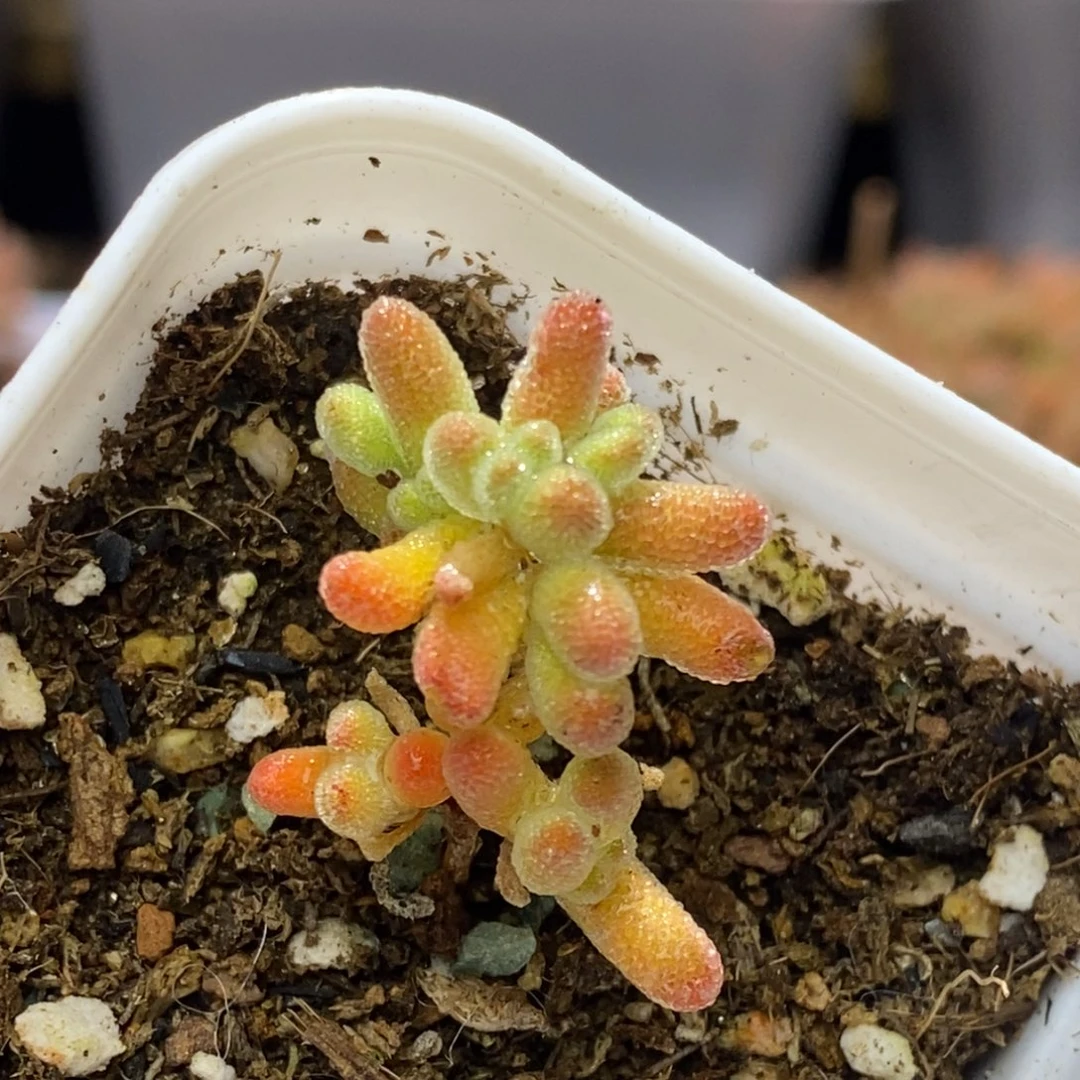 光**者冰晶杂枝干番杏D197