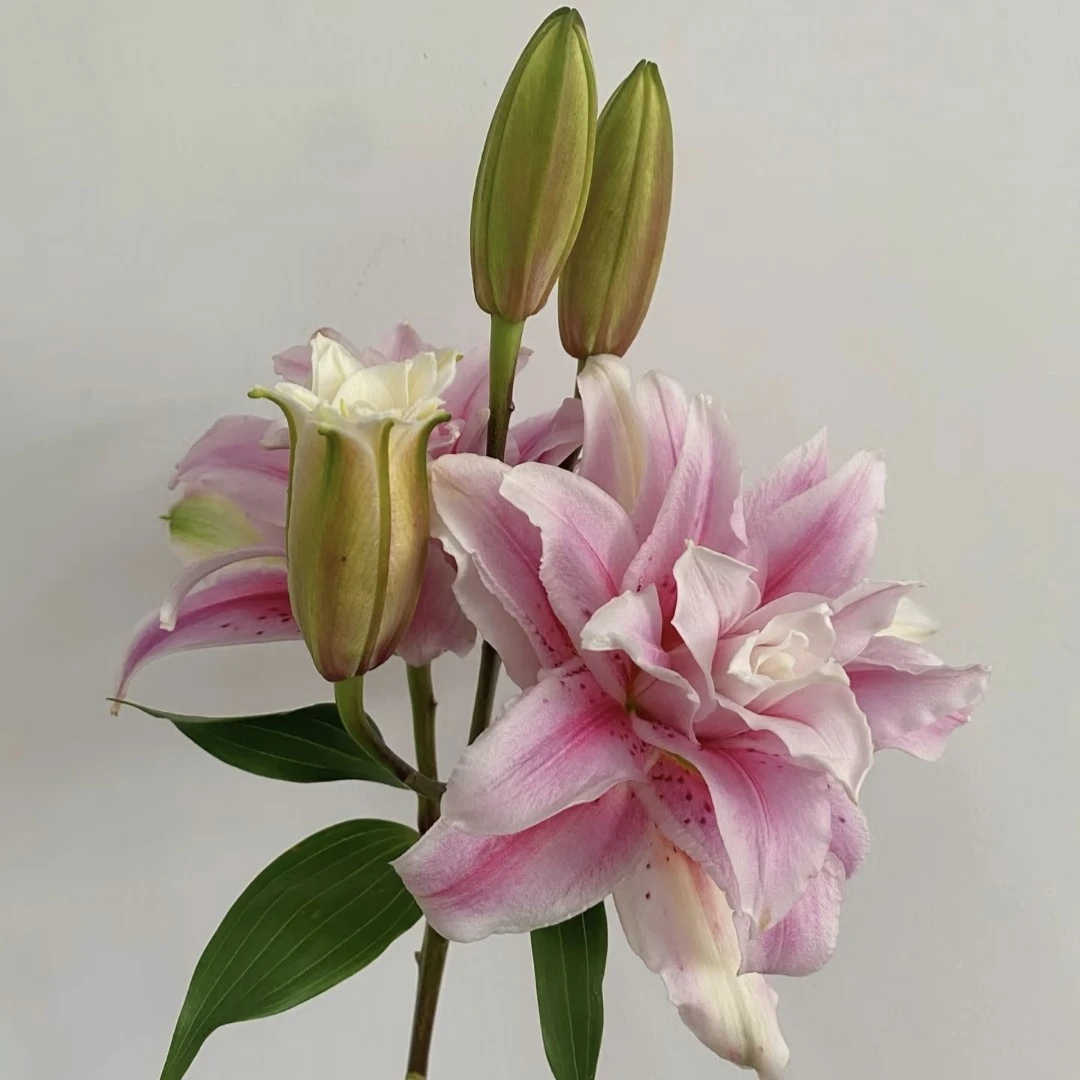 蝶舞红尘重瓣香水百合（拒收不售后）