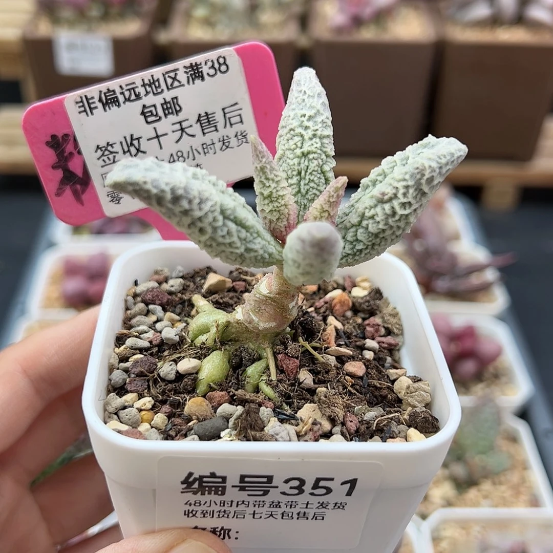 351融化纹冰淇淋多肉