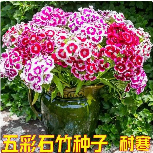 高质放青松绿植美国五彩石竹花种籽子混色常夏庭院须苞石竹花籽阳