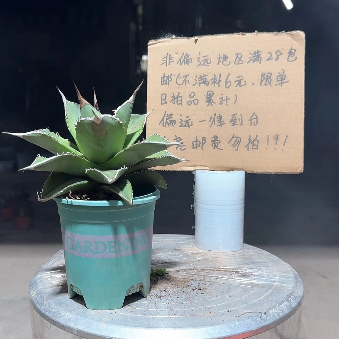 完全开放不知名仁王冠龙舌兰