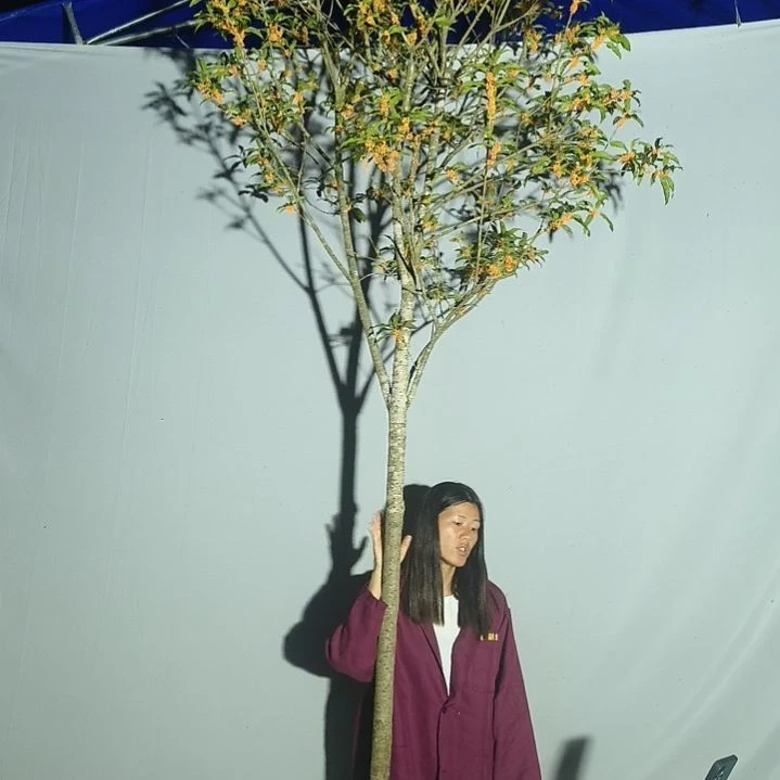 完全开放精选桂花掉花掉叶介意慎拍金桂