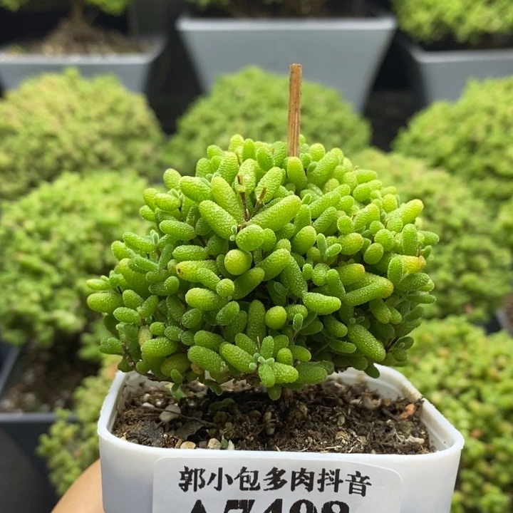 蜜橘糖球7408枝干番杏