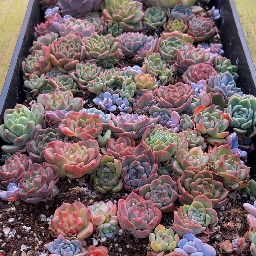 077多肉葡萄的味道是真的很