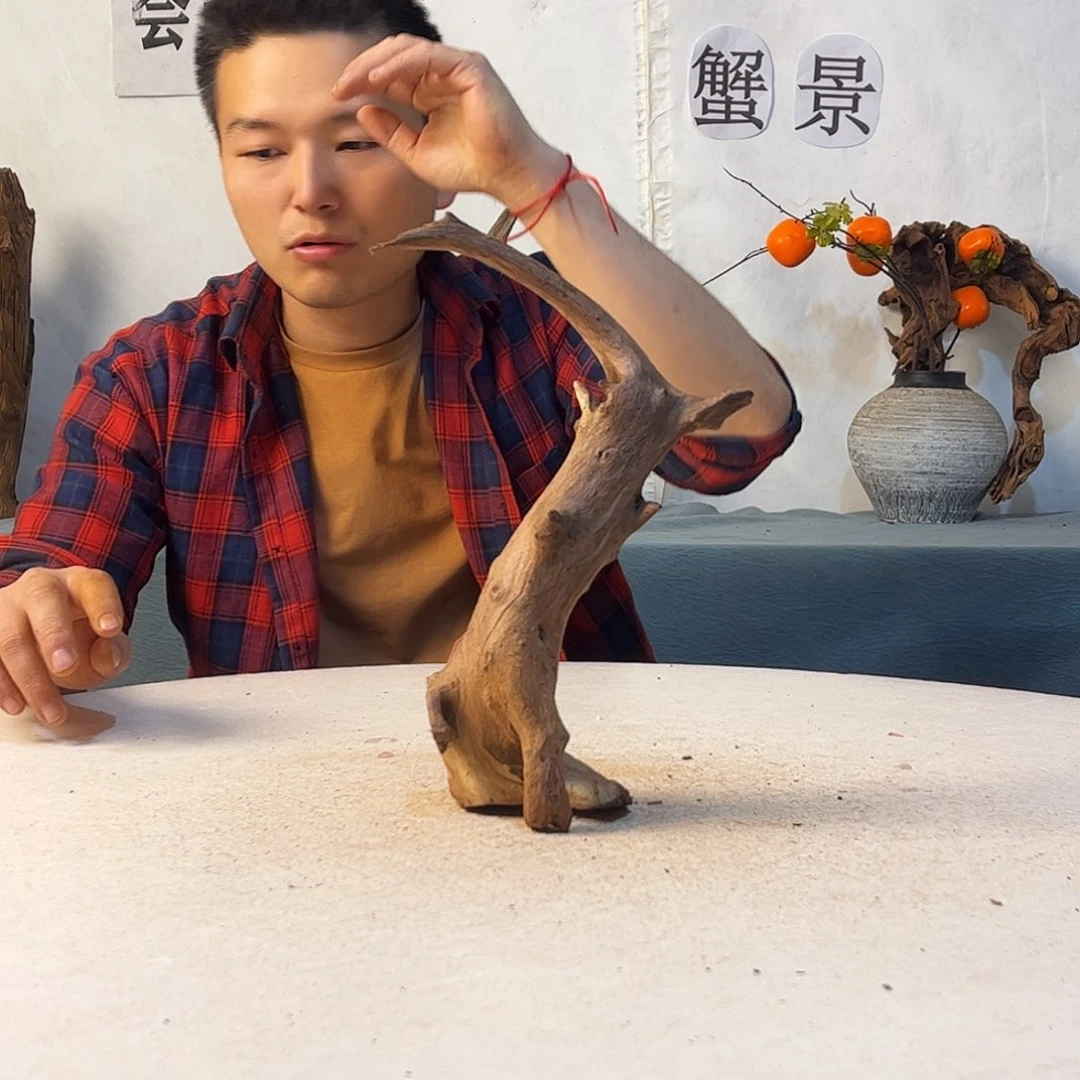 沉木造景爬宠造景