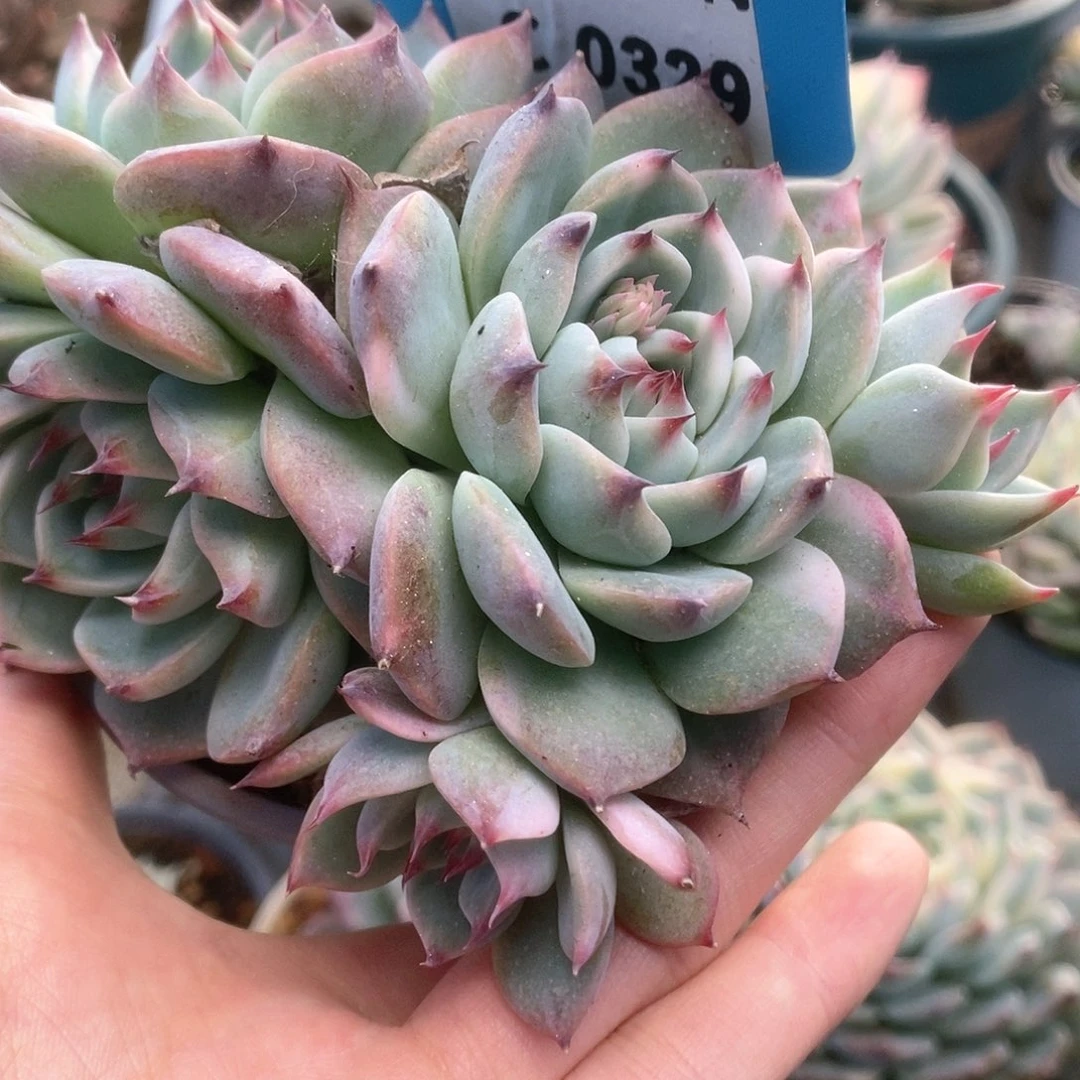 329锦锦锦锦锦锦锦