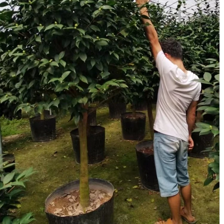 花卉大棵巨型烈香妃粉色山茶花树苗盆栽大型带花苞浓香型