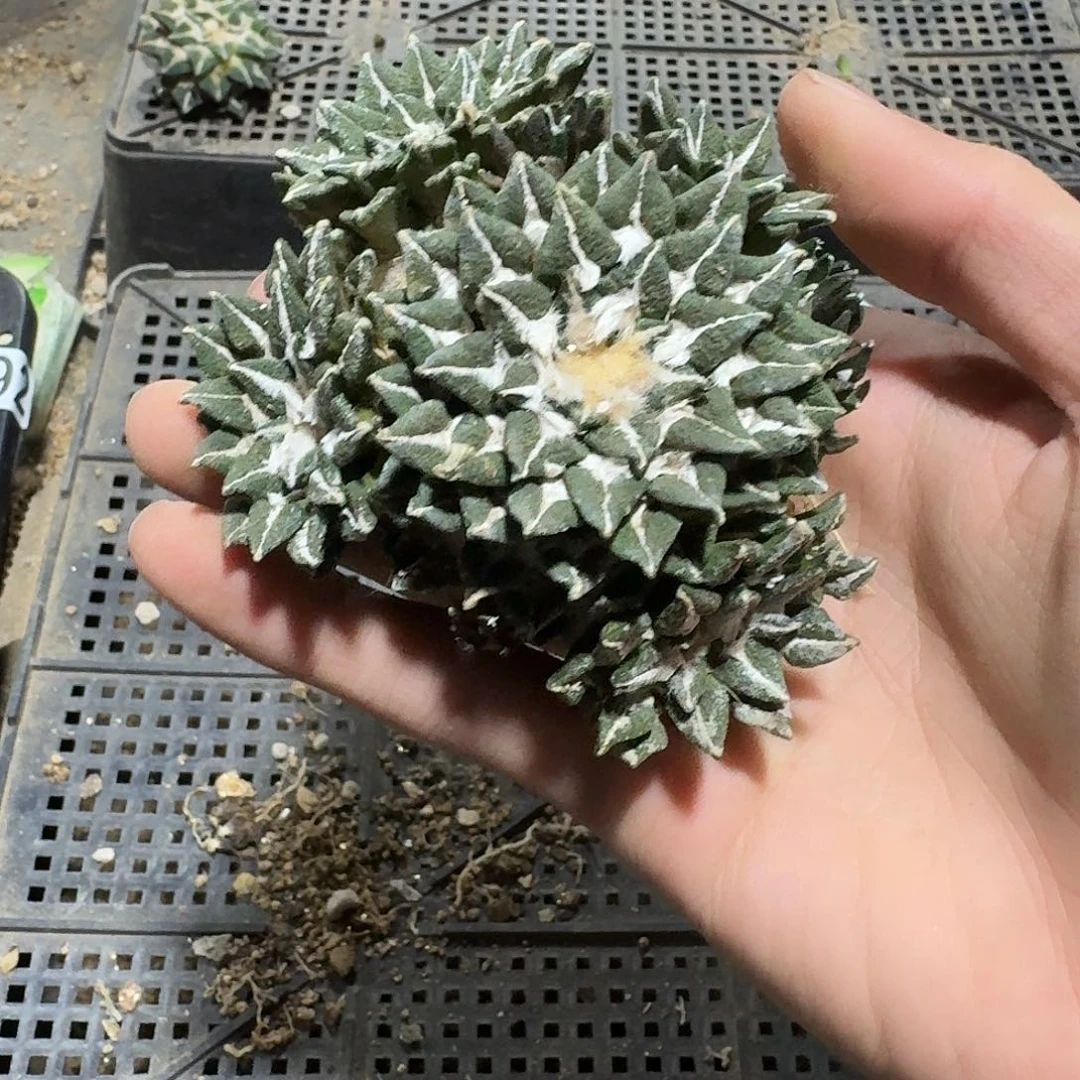 391号仙人球萝卜根