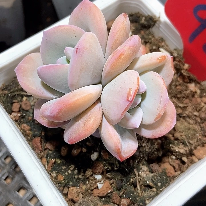 多肉植物奶茶982duo r q