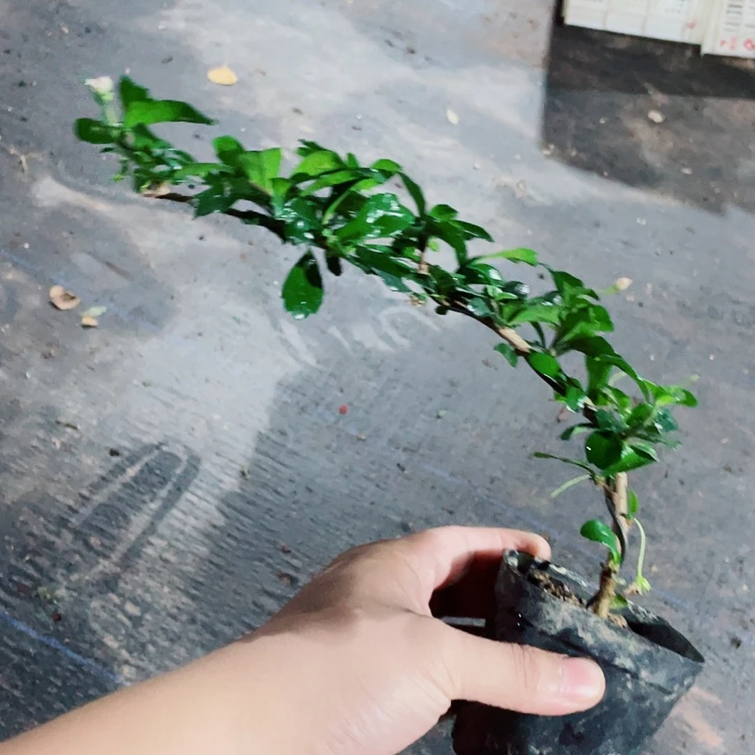 当前无花栽培后可以开花飘枝大叶福建茶