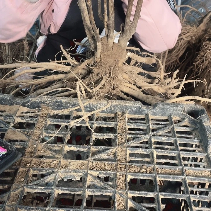 完全开放牡丹花一物一拍