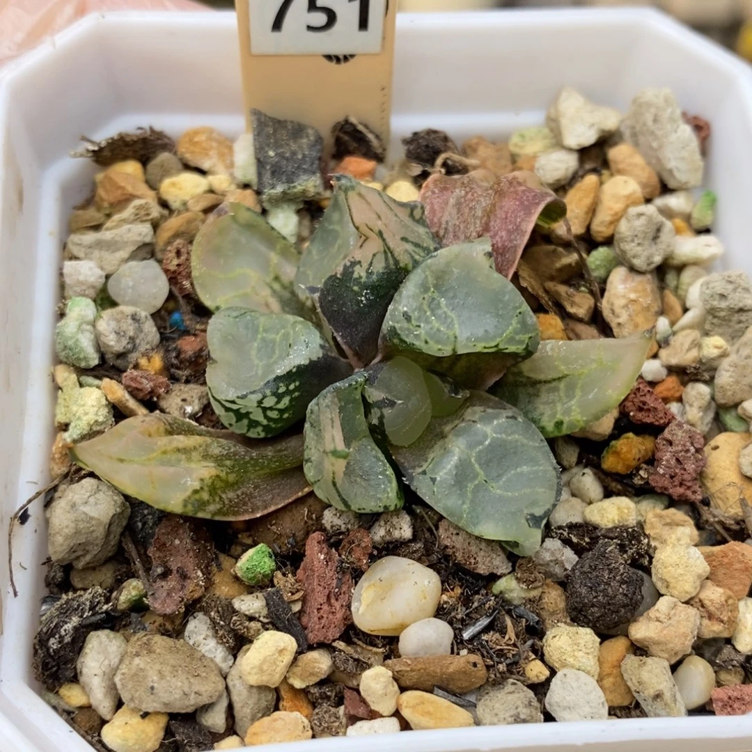 751号冰皇专拍专拍专拍