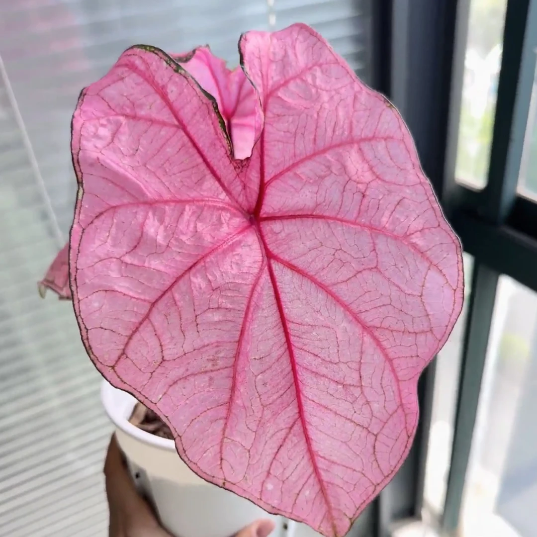 【安妮】 无花朵3-5公分种球  彩叶芋   懒人热带绿植