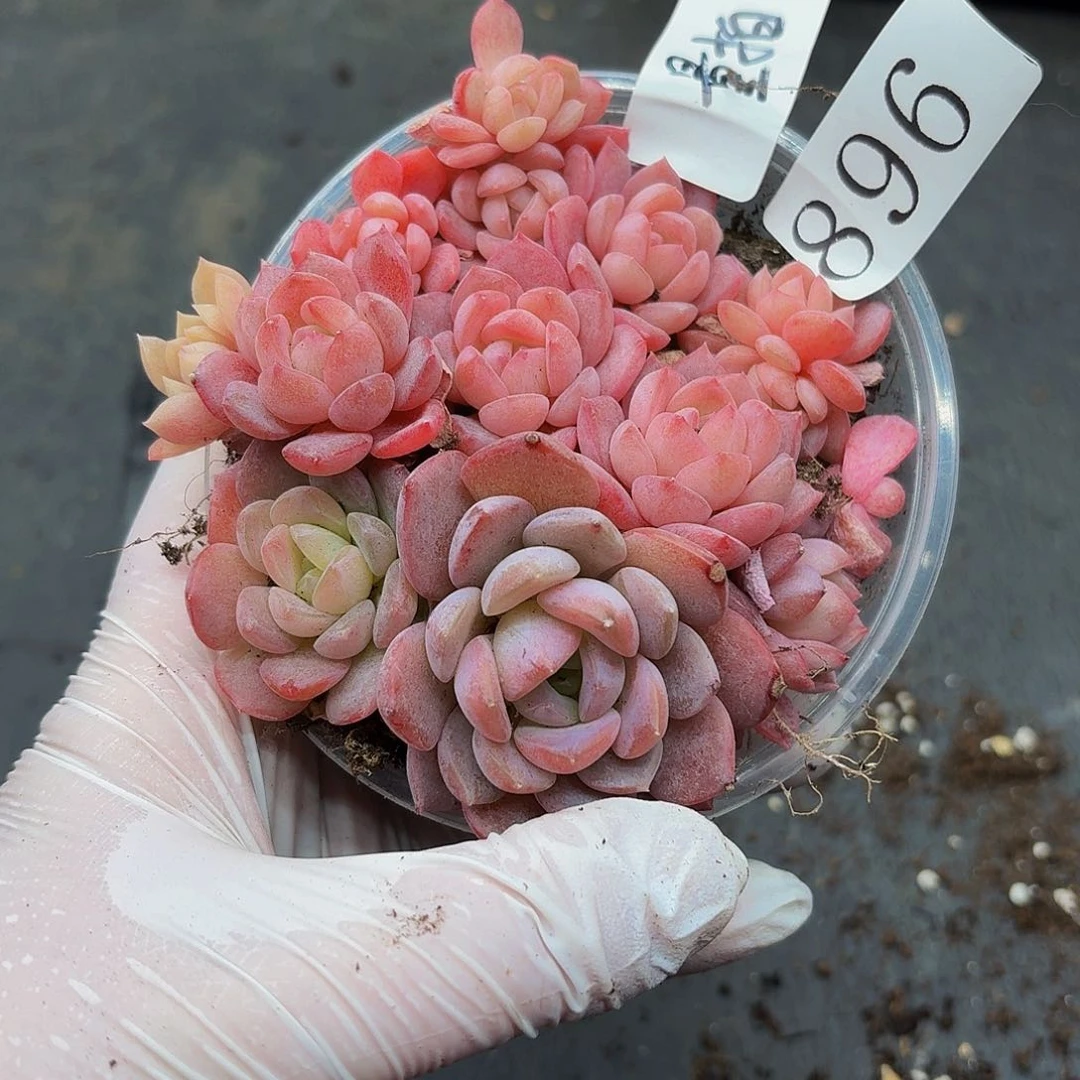 多肉植物多肉植物896量拍