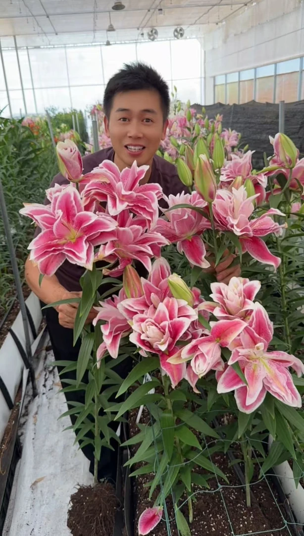 四季可种1颗【奥林匹亚】15/17重瓣香水百合庭院阳台花球