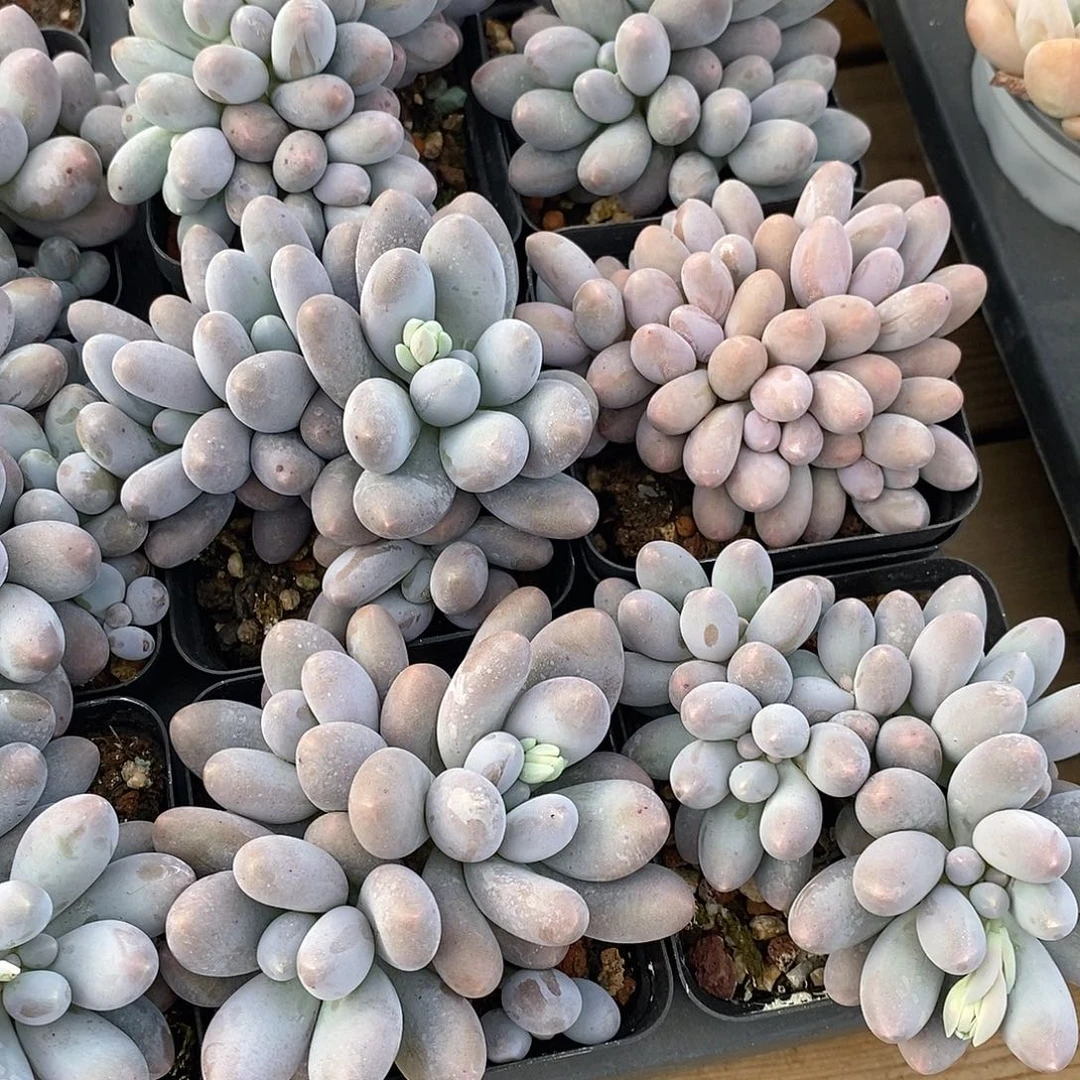 小汤圆，福利多多