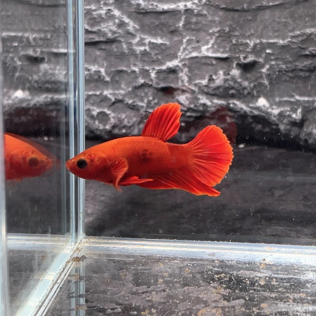 斗鱼超红将军公鱼