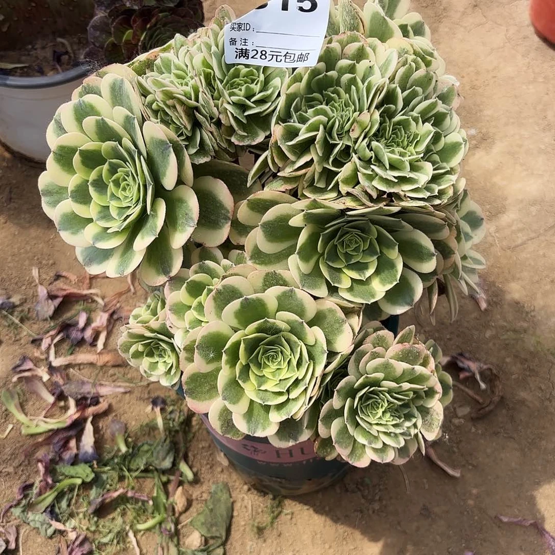 小*315迈巴赫朵朵缀多肉植物