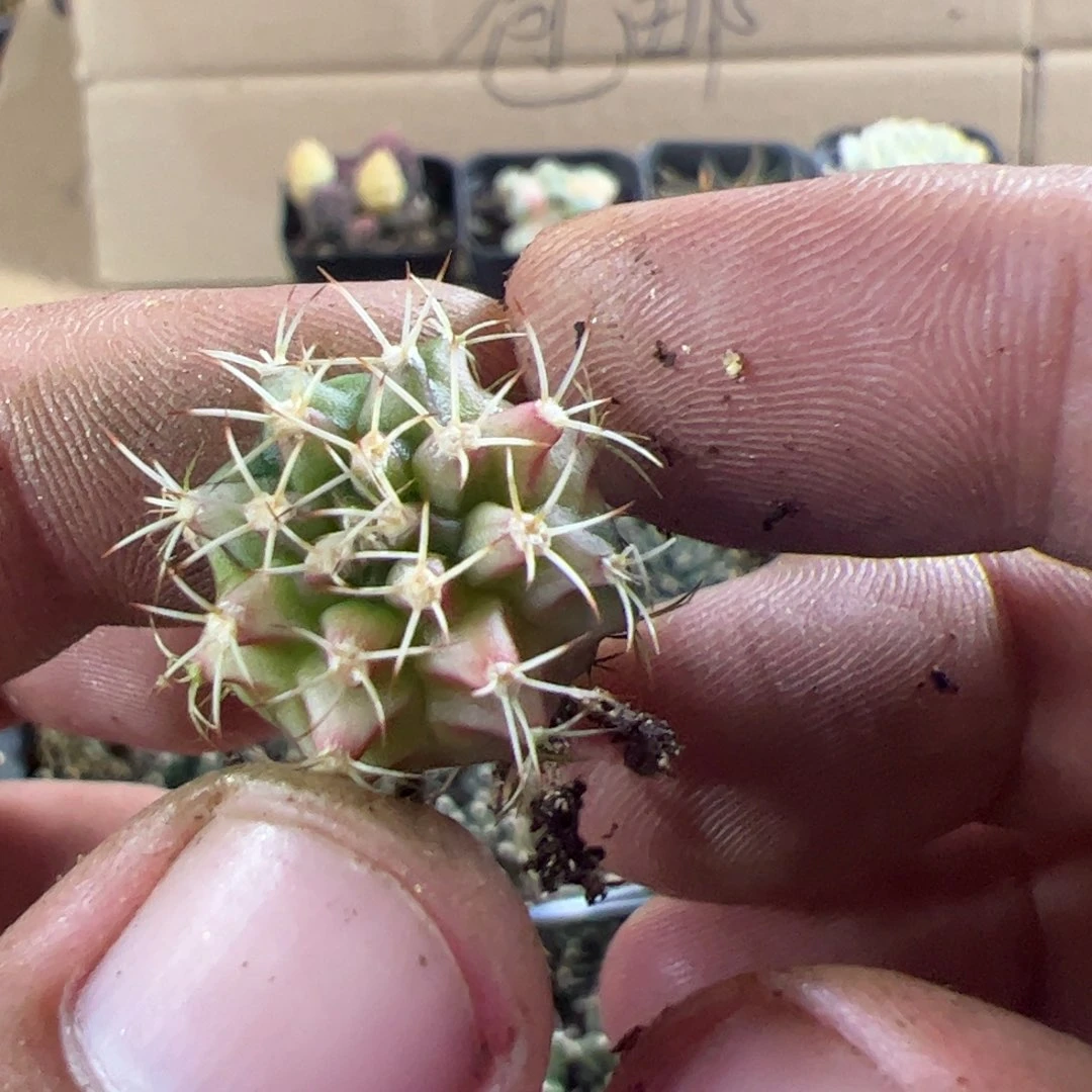 当前无花栽培后可以开花357