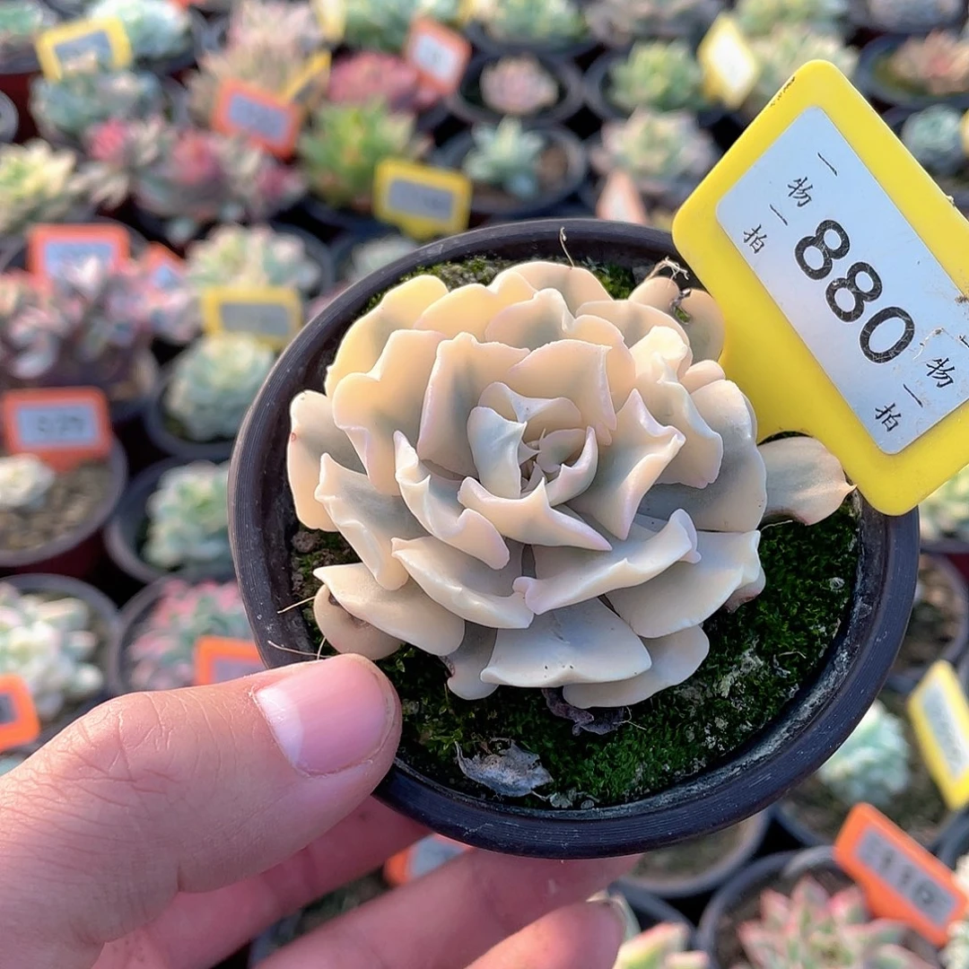 利比里亚锦880号多肉