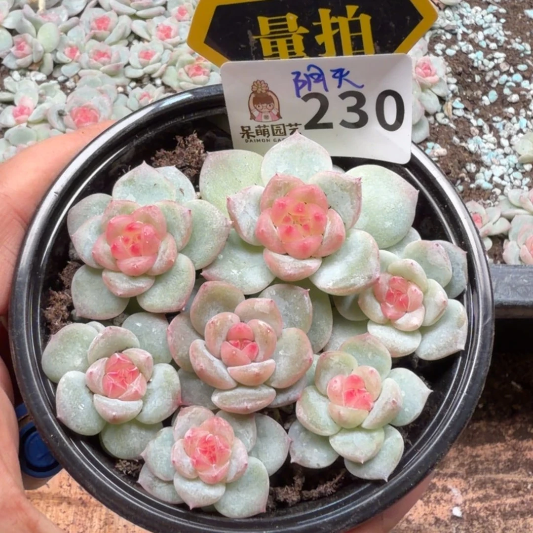 多肉植物多肉植物