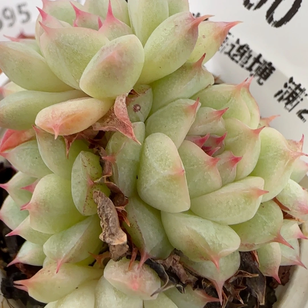 花语逸镜0127-700