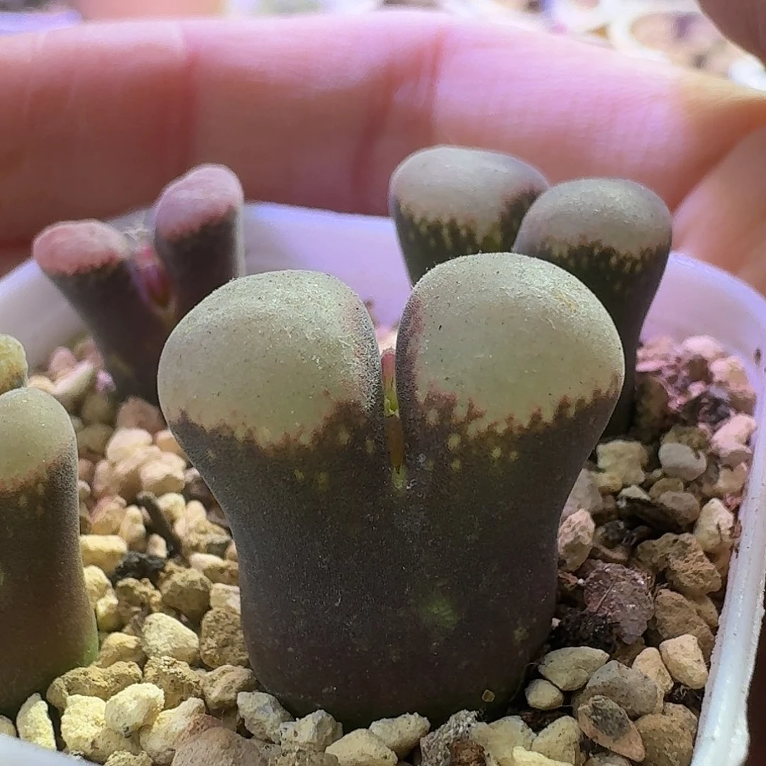 20号单头粉兔子一物一拍1.8