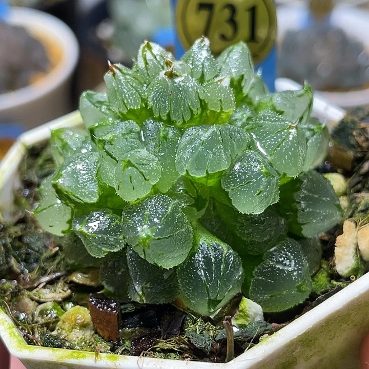 731坠化冰墩墩特选福利