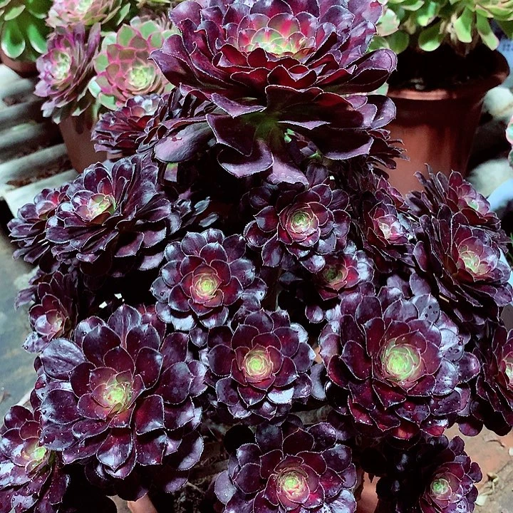 晚霞的，多肉植物