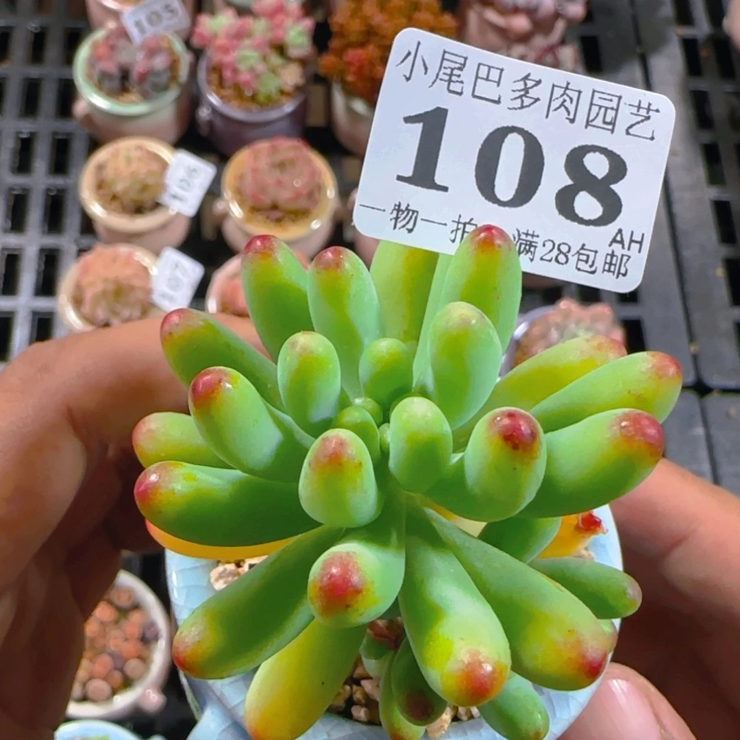 AH小尾巴5CM迷你拇指盆栽精控多肉108