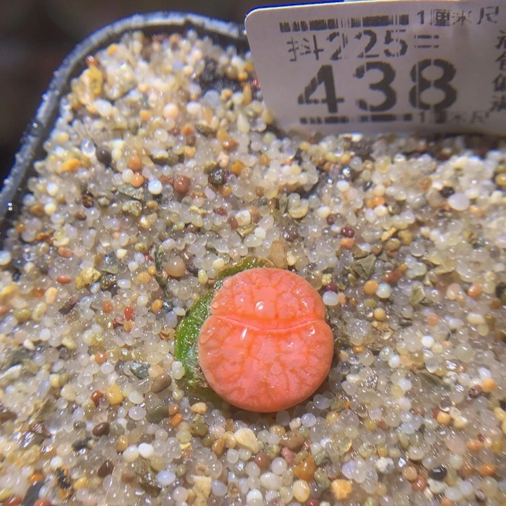 精品生石花225.438