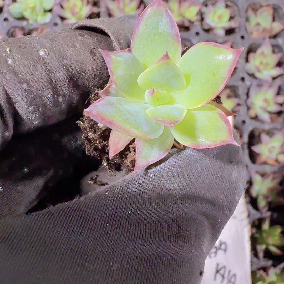 惊鸿仙子两颗一组