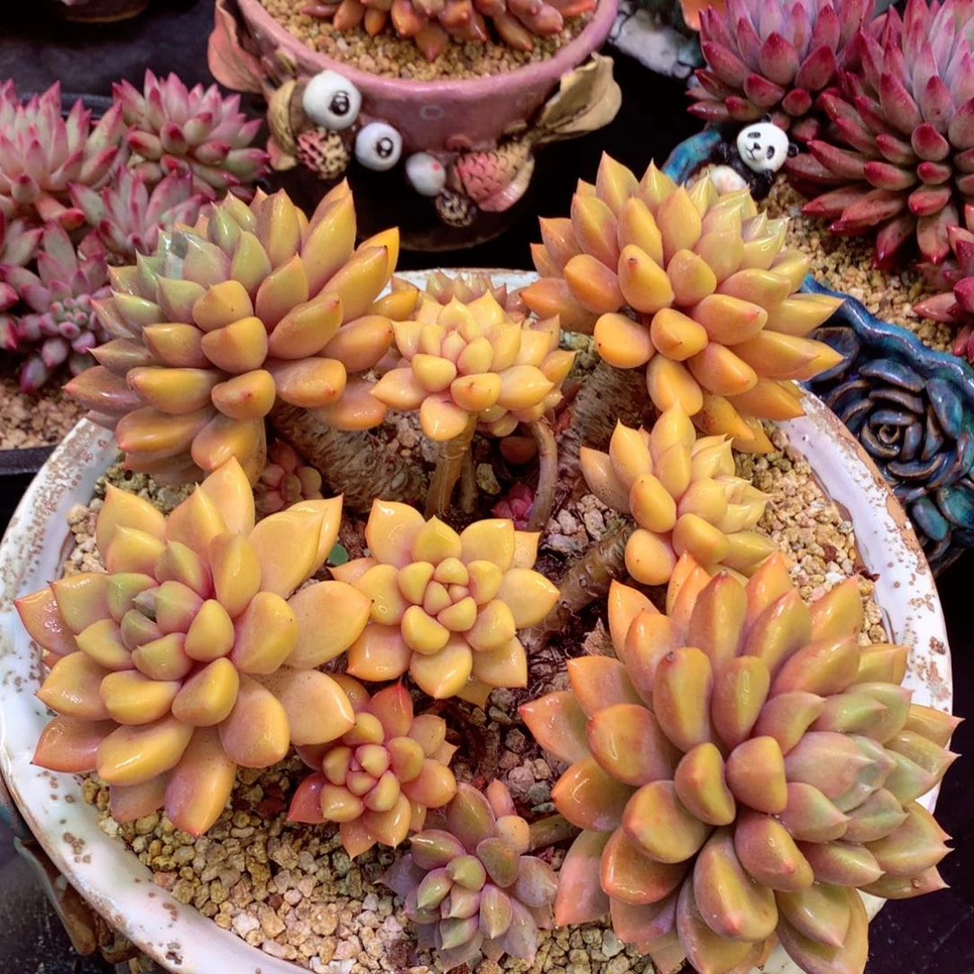 补差价象牙在在在在在在在在