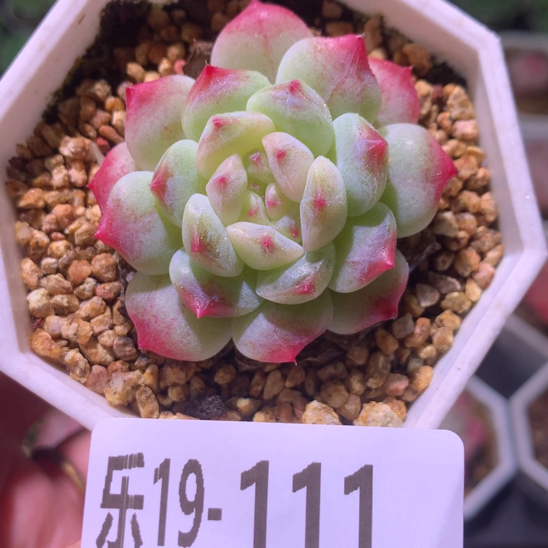 乐然19-111 秘境冰魄