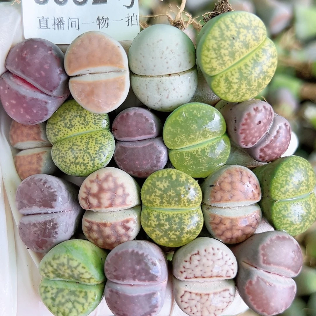8052 好养易活生石花大母本18个