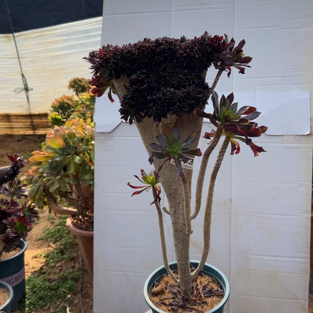 有伤黑缀833高45