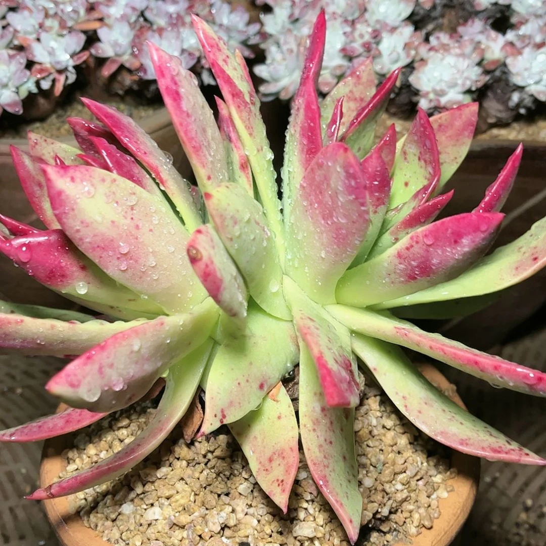 9562坎代仙女杯多肉