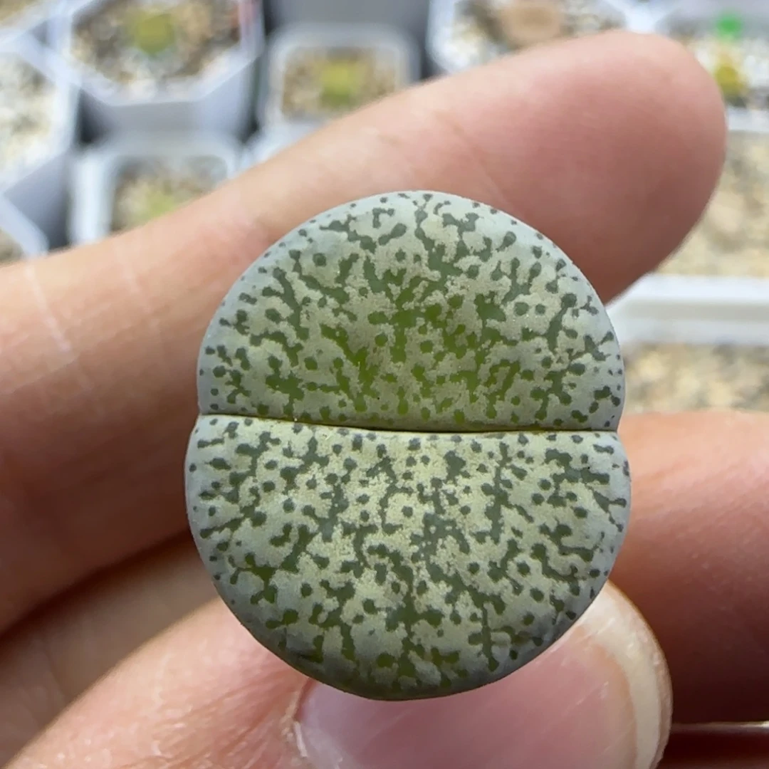 304 清框福利30包邮