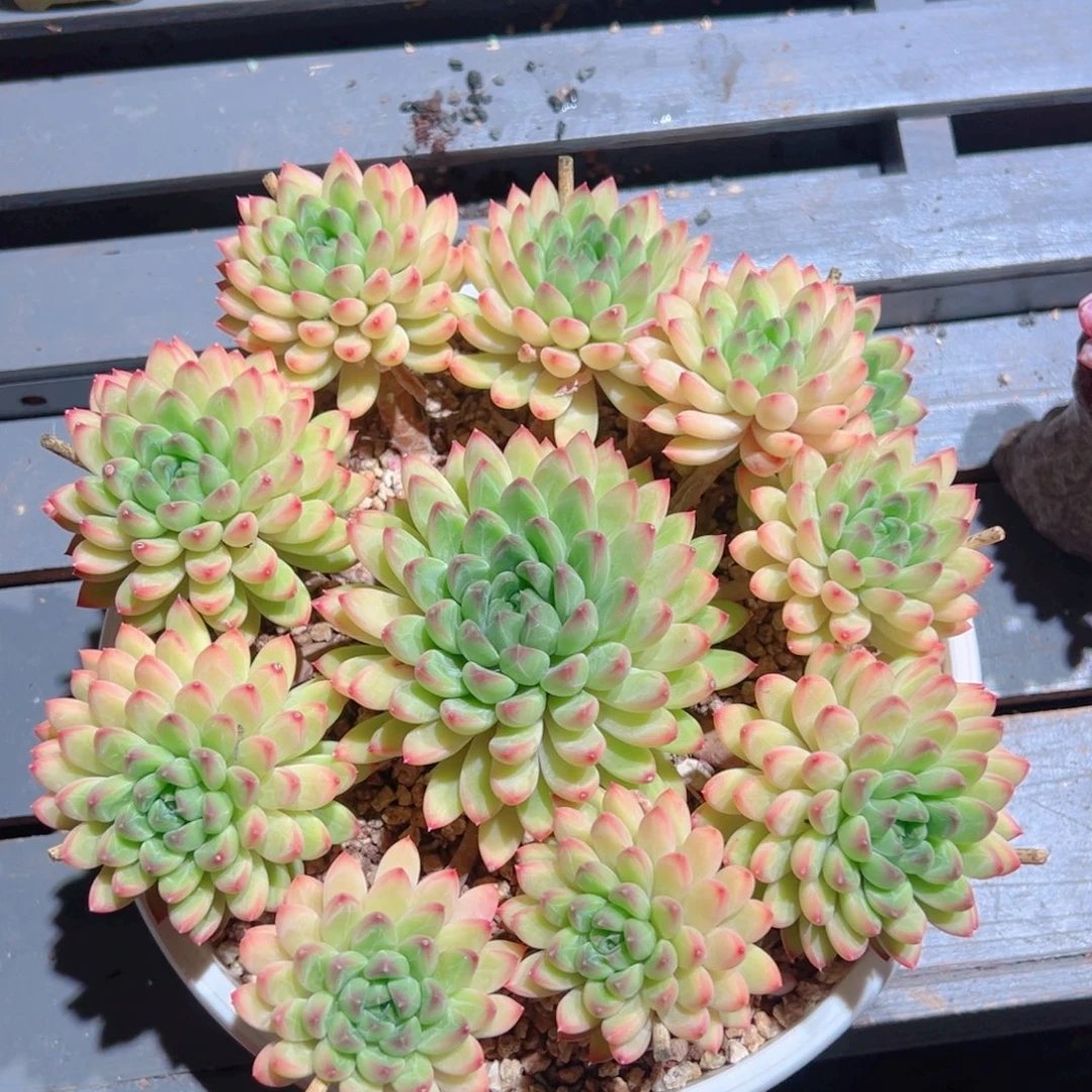 芷***兰星际迷航多肉老桩