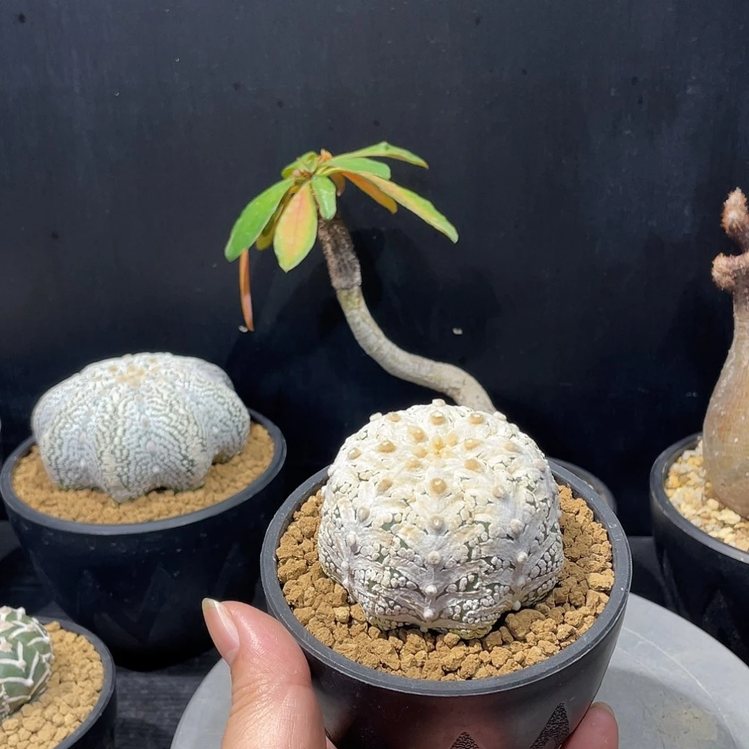 浓白海星超兜包邮